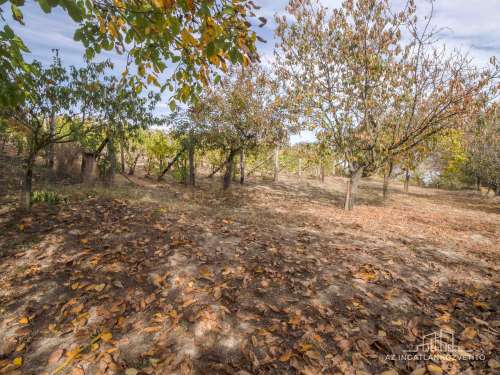 Bátaszék Kövesd (puszta) Présház „izgalmas” 2586 m2 telken