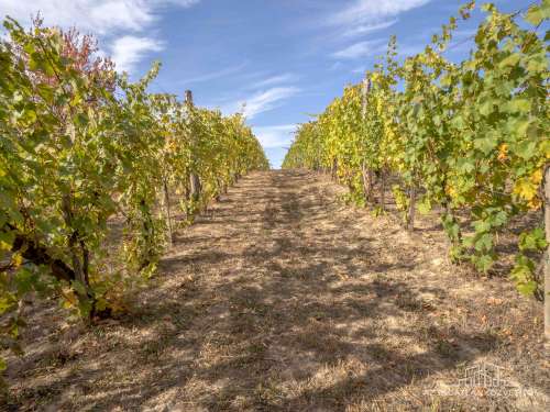 Bátaszék Kövesd (puszta) Présház „izgalmas” 2586 m2 telken