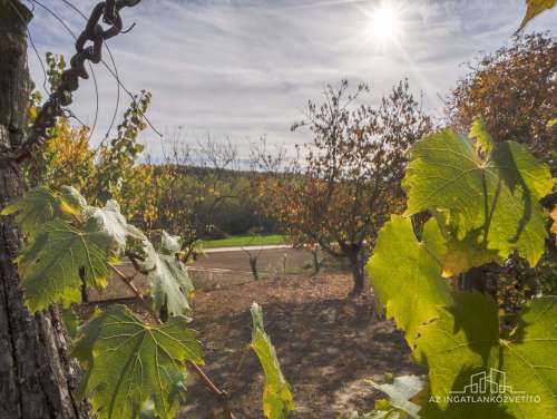 Bátaszék Kövesd (puszta) Présház „izgalmas” 2586 m2 telken