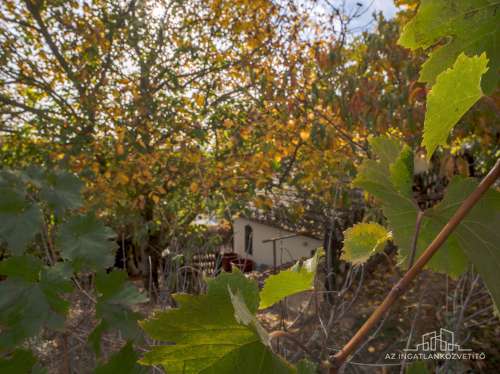 Bátaszék Kövesd (puszta) Présház „izgalmas” 2586 m2 telken