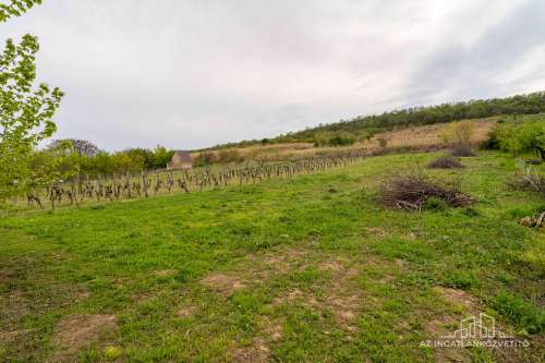 Decsi-szőlőhegy, 2984 m2 zártkert „családi ház”, szőlő és gyümölcsös